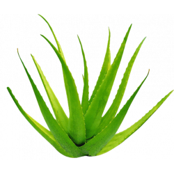 Aloe Vera (Komarika) 250g