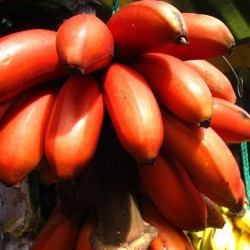 Banana Red 500g