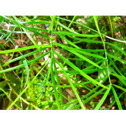 Hathawariya Bundle (Wild Asparagus) 250g
