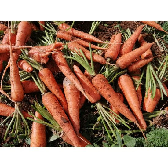 Carrot Sri Lanka - 250G